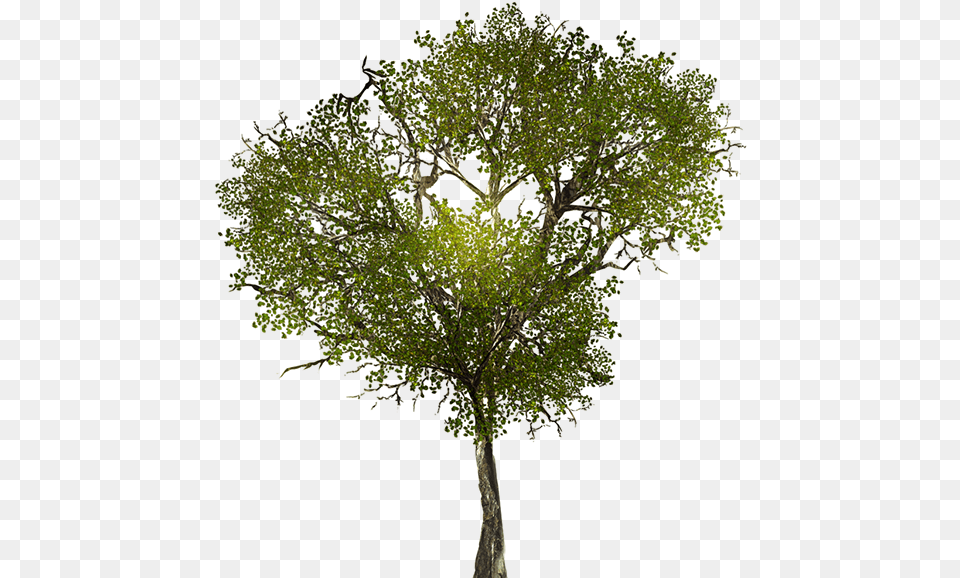 Transparent Tree Branches Tree Texture, Oak, Plant, Sycamore, Tree Trunk Png Image
