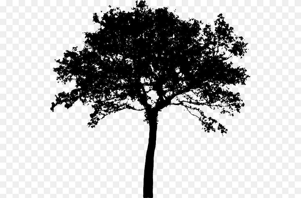 Transparent Tree Bush Silhouette Tree Vector, Oak, Plant, Tree Trunk, Sycamore Png