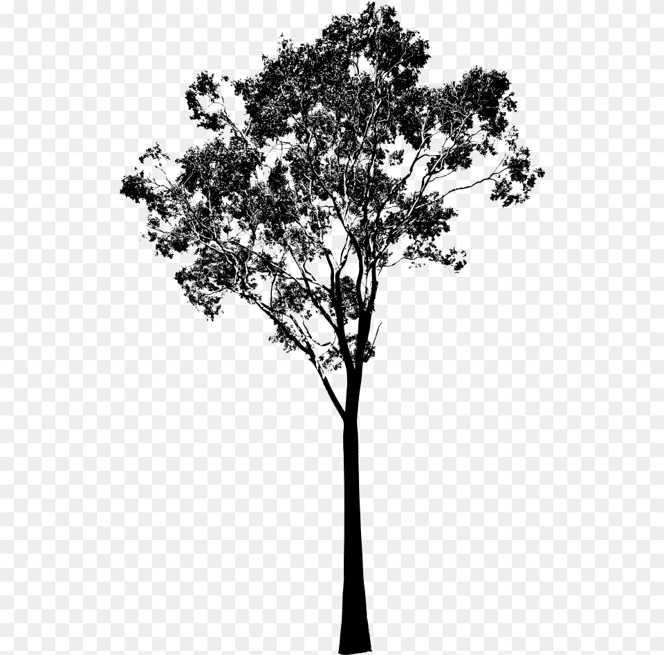 Transparent Tree Clipart Black And White Eucalyptus Tree Silhouette, Gray Free Png Download