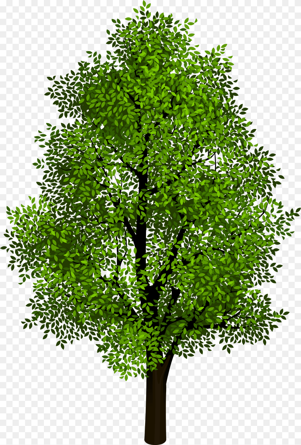 Tree Cliparts Beautiful Tree, Plant, Oak, Sycamore, Vegetation Free Transparent Png