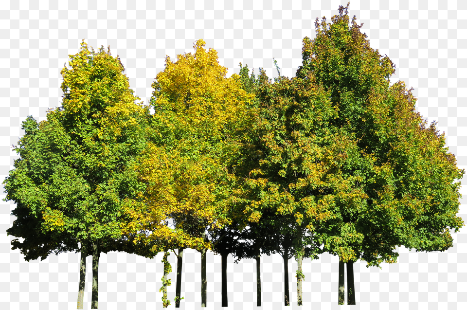 Transparent Tree Cutout Autumn Tree Cut Out, Maple, Plant, Vegetation, Land Free Png Download
