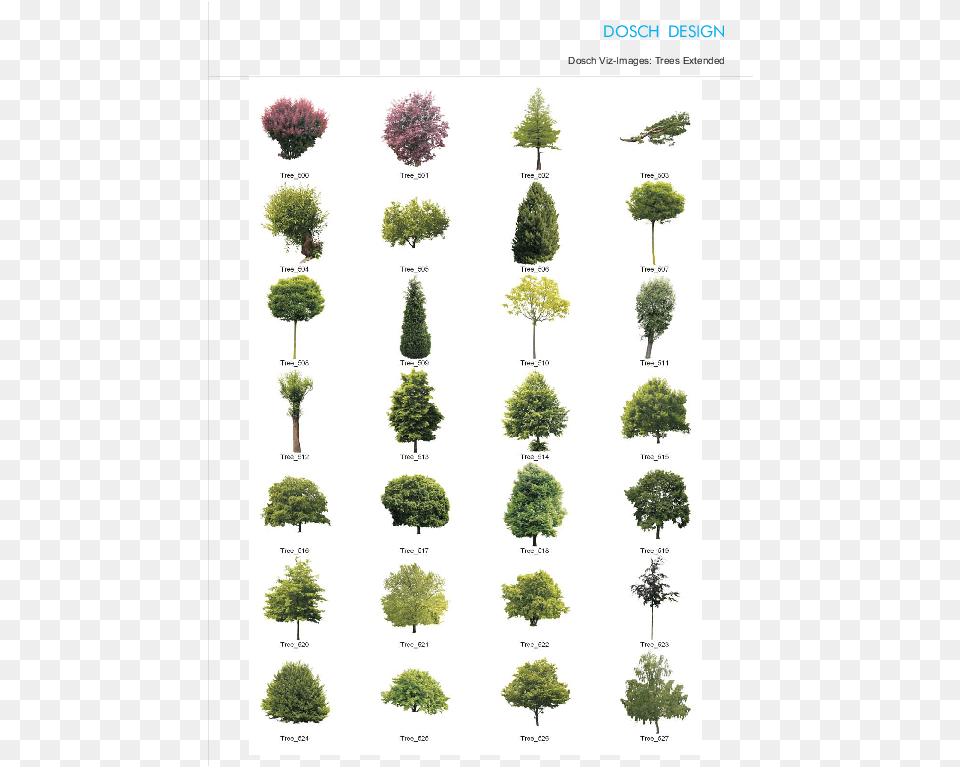 Tree Cutout Hierba Arbol Y Arbustos, Fir, Plant, Vegetation, Conifer Free Transparent Png