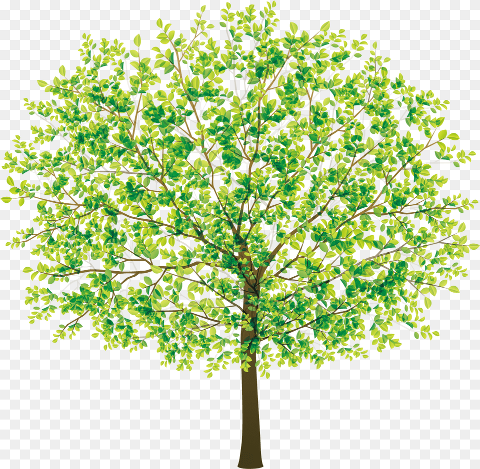 Transparent Tree Beautiful Tree Clipart, Maple, Oak, Plant, Sycamore Free Png Download