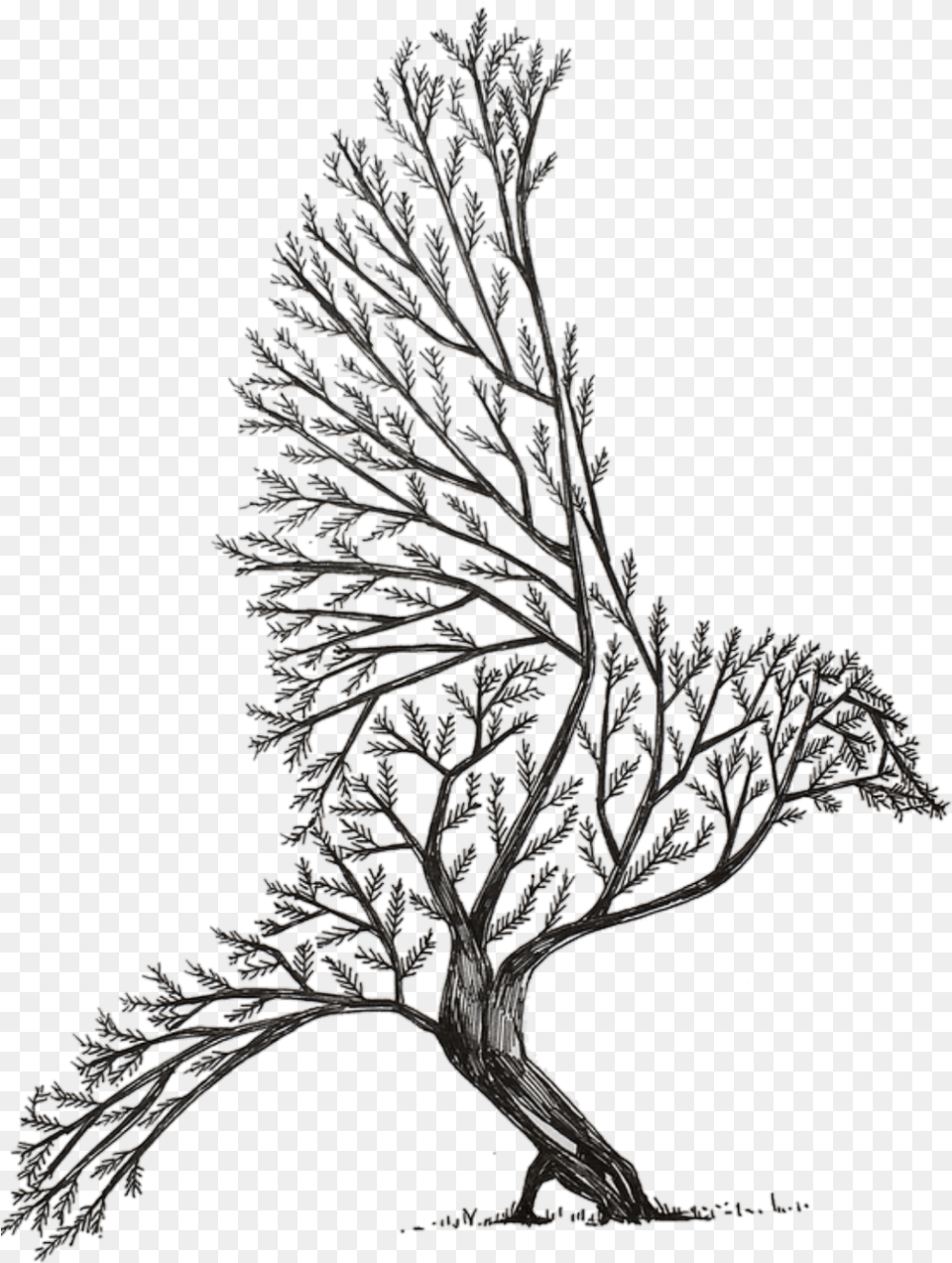 Transparent Tree Drawing Cool Tree Drawing Easy, Art, Plant Free Png