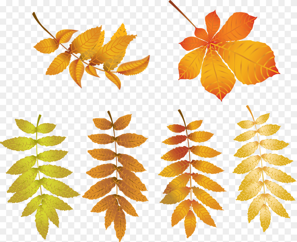 Transparent Tree Leaves Free Png