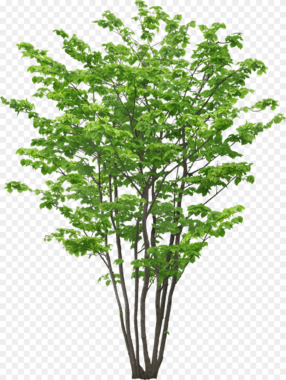 Transparent Tree Limb, Green, Leaf, Maple, Plant Png