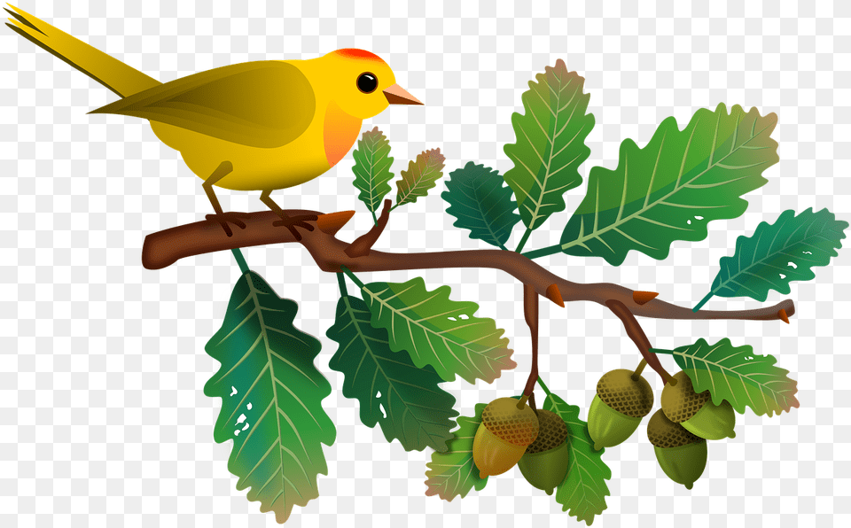 Tree Limb Bird In Tree Clipart, Leaf, Plant, Animal, Finch Free Transparent Png