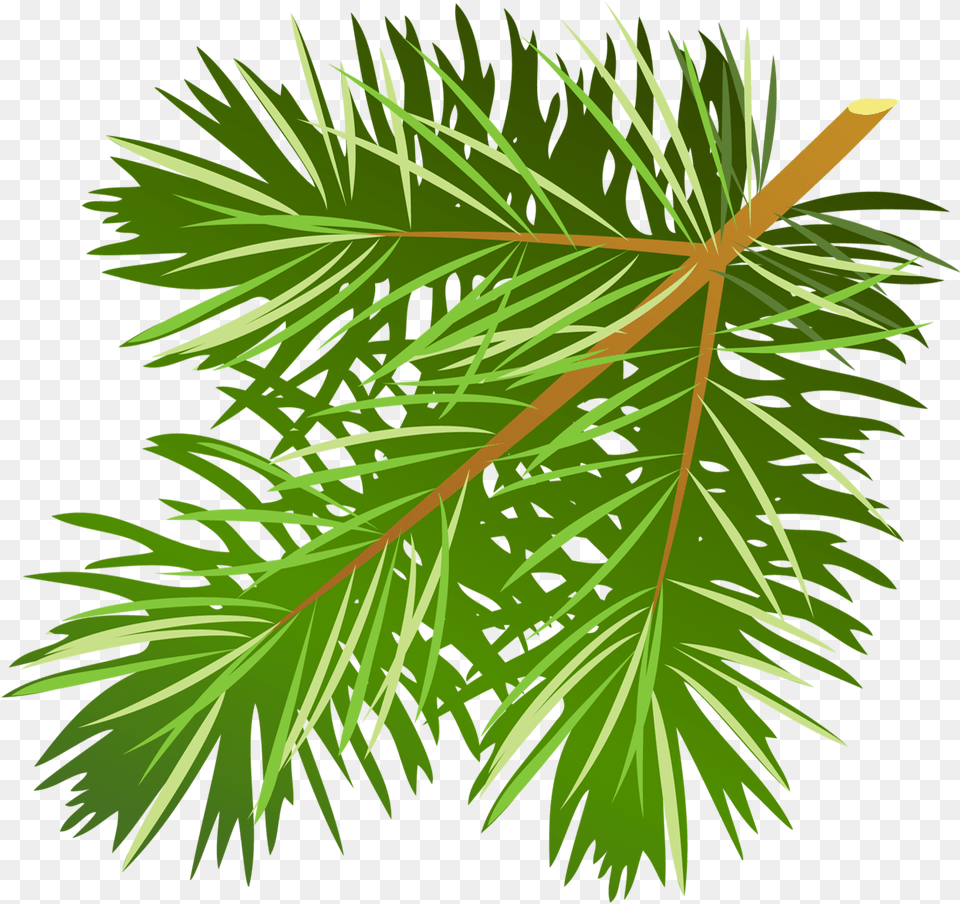 Transparent Tree Limb Pine Tree Leaves Free, Conifer, Leaf, Plant, Green Png