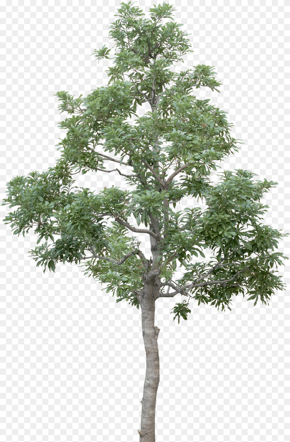 Transparent Tree Limb Tree High Resolution, Plant, Potted Plant, Tree Trunk, Conifer Free Png Download