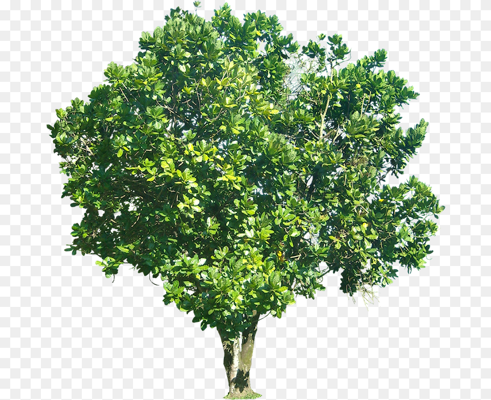 Tree Mango Tree Background, Oak, Plant, Sycamore, Vegetation Free Transparent Png