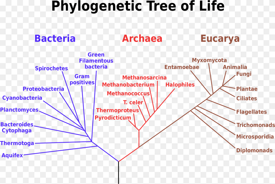 Transparent Tree Of Life Vector Phylogenetic Tree, Light Free Png Download