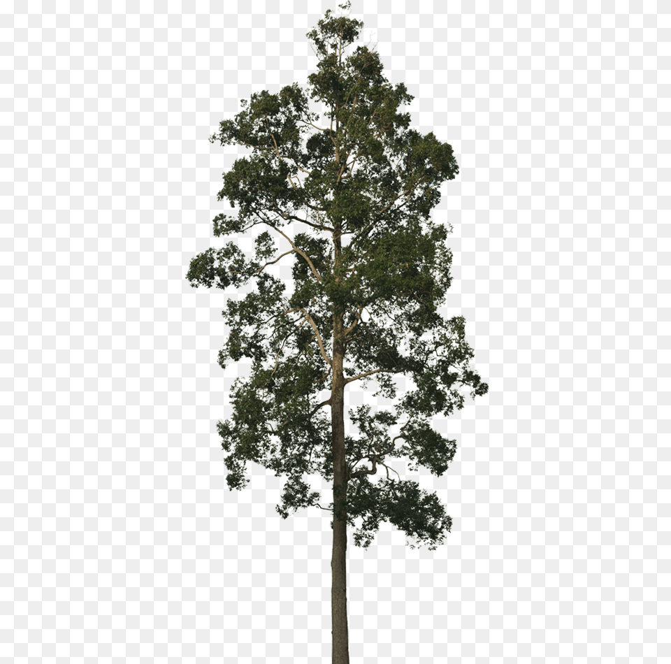 Tree Plan View Blue Gum Tree, Plant, Tree Trunk, Oak, Sycamore Free Transparent Png