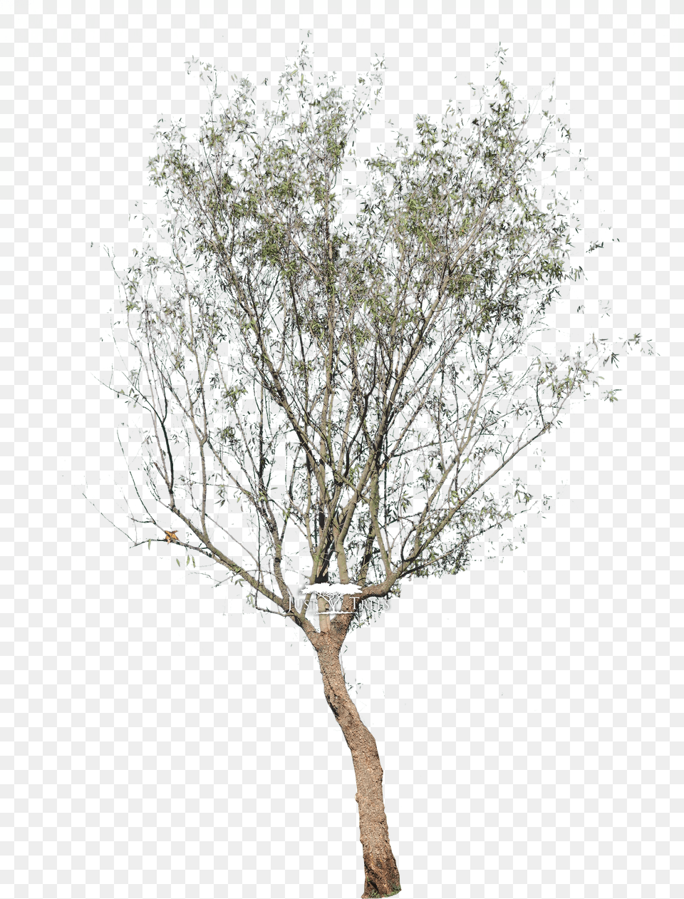 Transparent Tree River Birch Free Png Download