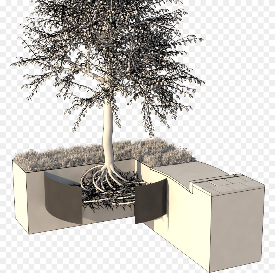 Transparent Tree Roots Architecture, Plant, Potted Plant, Furniture, Pottery Free Png Download