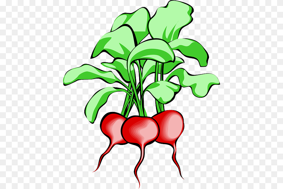 Transparent Tree Roots Radish Clipart, Food, Plant, Produce, Vegetable Free Png