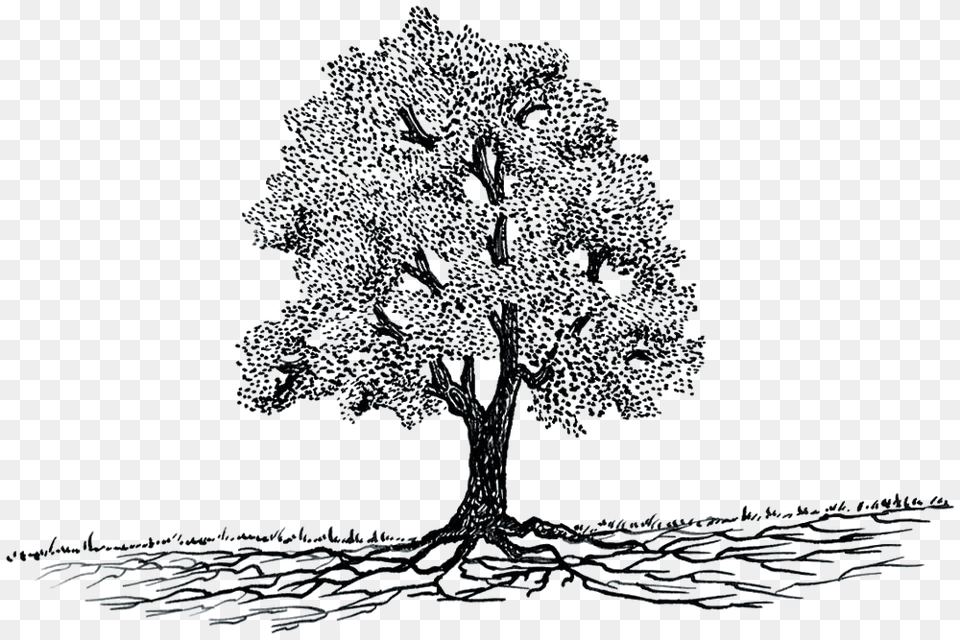 Transparent Tree Roots Way And Tree, Art, Drawing, Animal, Bear Png Image