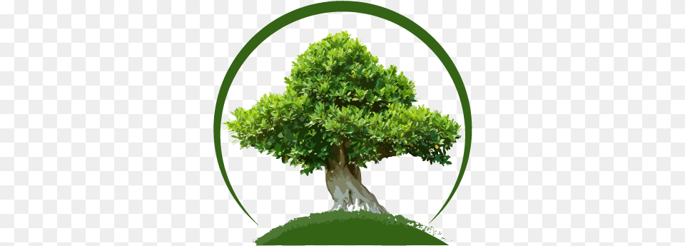 Transparent Tree Sageretia Theezans, Plant, Potted Plant, Bonsai, Green Free Png