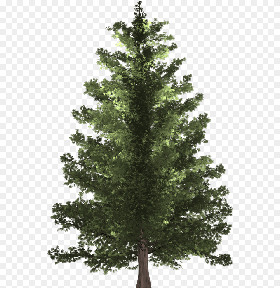Transparent Tree Section Pine Tree Hd, Conifer, Fir, Plant, Vegetation Png Image