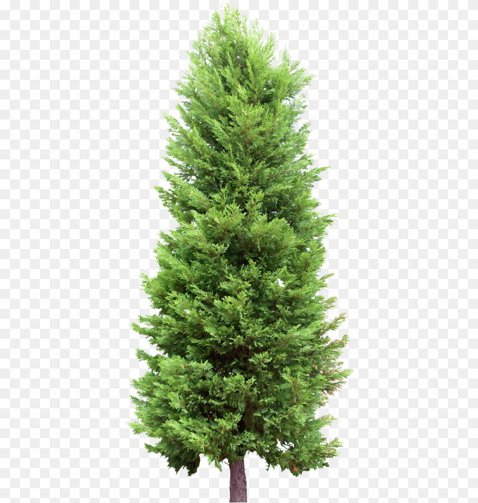 Tree Spruce Fir Tree Conifer, Pine, Plant Free Transparent Png