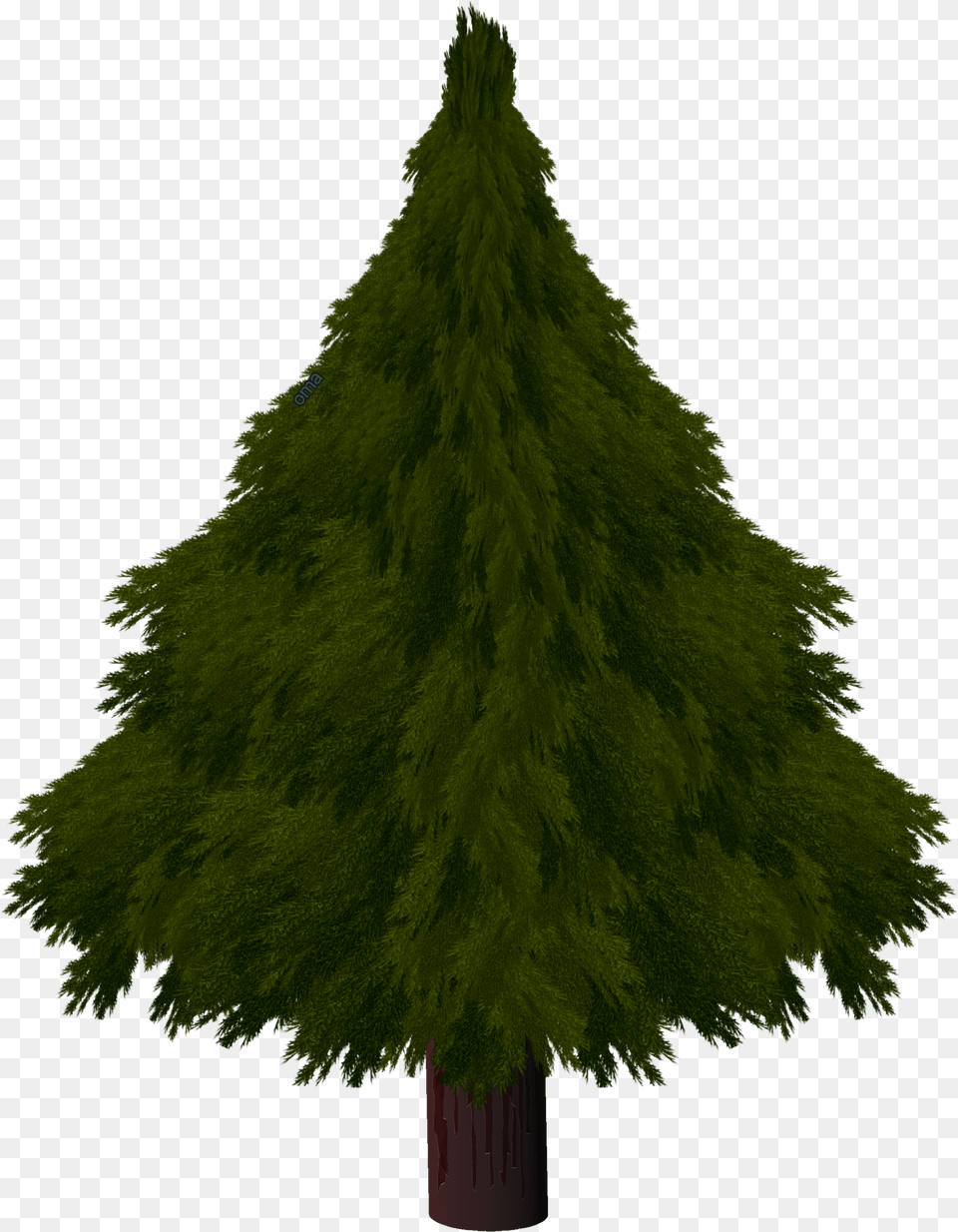 Transparent Tree Texture Christmas Pine Texture Draw, Conifer, Fir, Plant Png