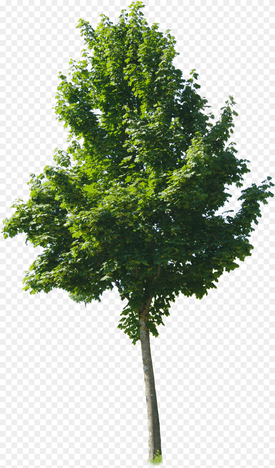 Tree Textures Tree, Leaf, Maple, Plant, Tree Trunk Free Transparent Png