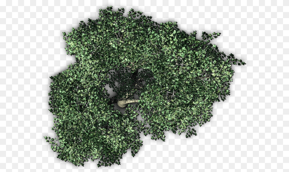 Tree Top View, Vegetation, Plant, Oak, Potted Plant Free Transparent Png