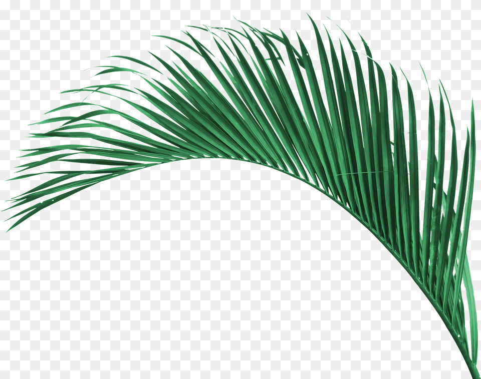 Transparent Tree Top View Roystonea, Palm Tree, Plant, Green, Leaf Free Png Download