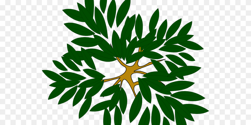 Transparent Tree Top View Tree Top View Icon, Green, Plant, Vegetation, Leaf Png