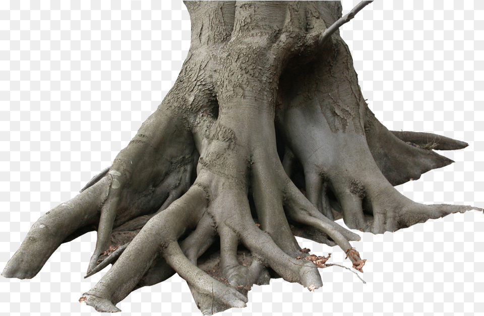 Transparent Tree Trunk Dry Tree, Plant, Root, Animal, Dinosaur Png