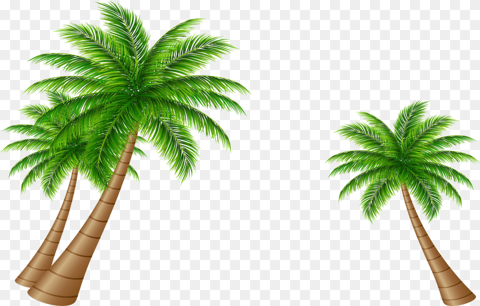 Transparent Tree Vector Coconut Tree Vector, Palm Tree, Plant, Vegetation, Leaf Png Image