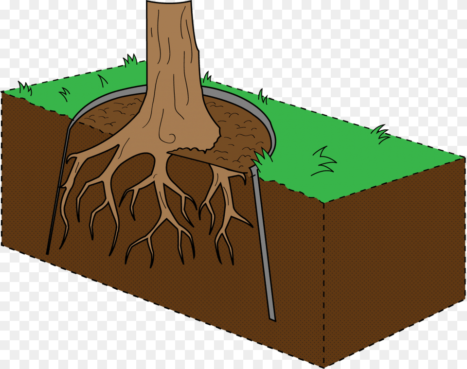 Tree With Roots Illustration, Plant, Root Free Transparent Png