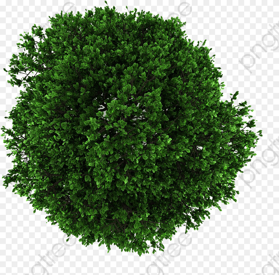 Transparent Treeline Silhouette Tree Crown, Oak, Plant, Vegetation, Green Free Png