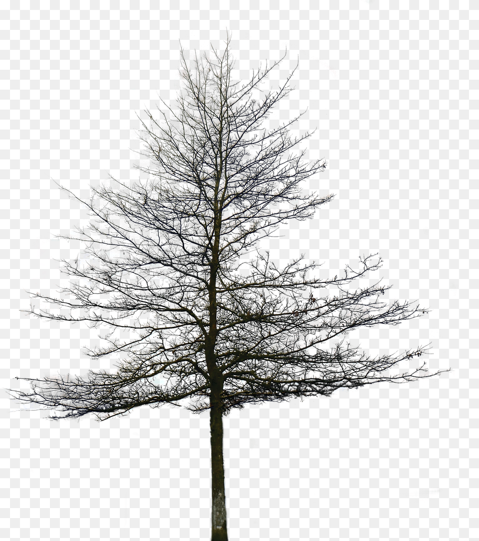 Transparent Trees Black And White Transparent Background Snow Trees, Plant, Tree, Lighting, Nature Png