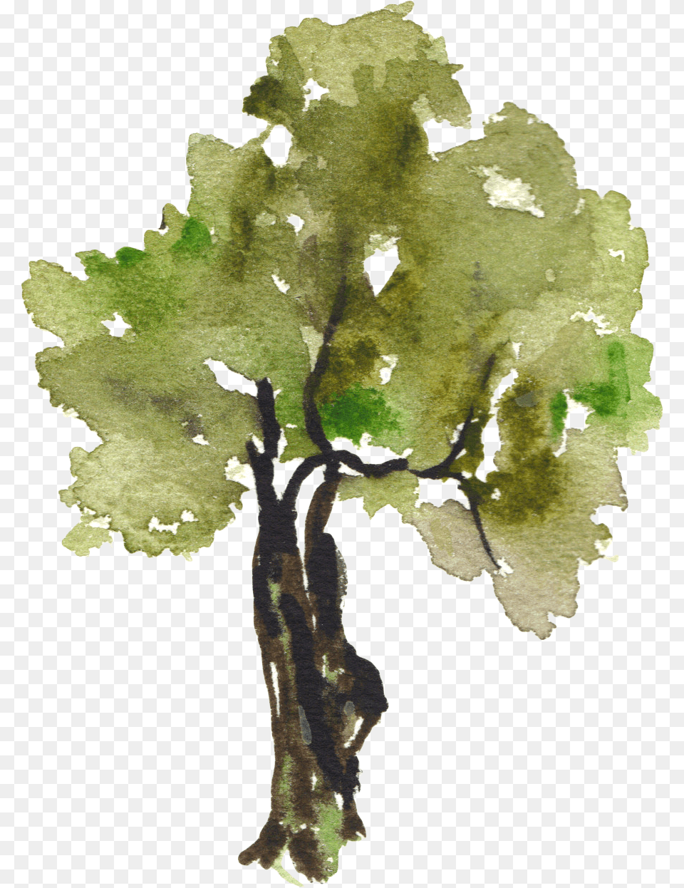 Transparent Trees Clip Art Water Color Tree Transparent Background, Oak, Painting, Plant, Sycamore Png
