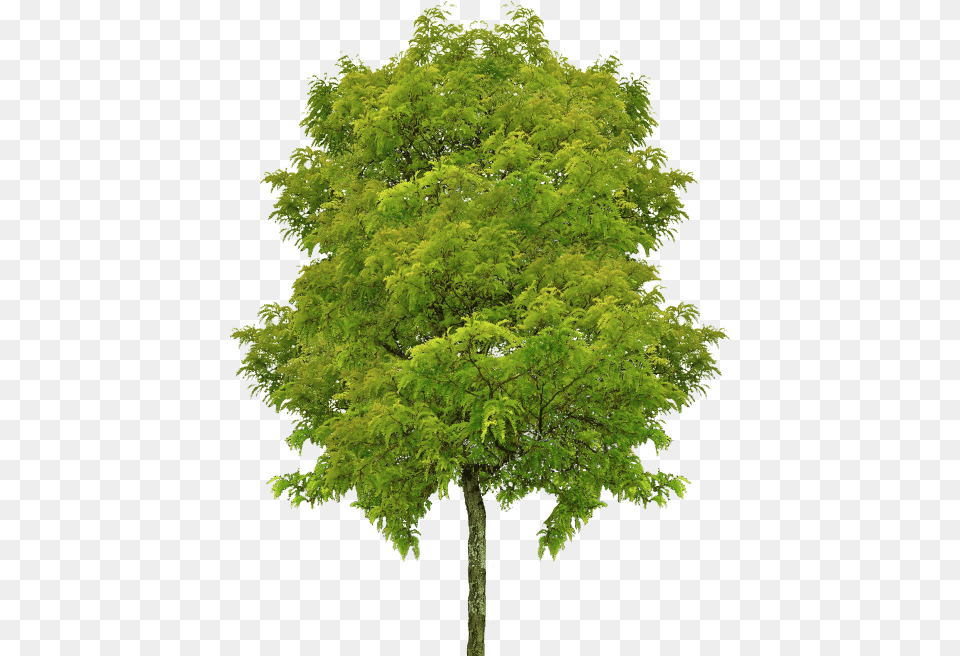 Transparent Trees Perspective, Green, Maple, Plant, Tree Png Image