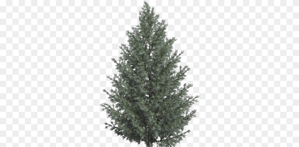 Transparent Trees Whi Christmas Tree, Conifer, Fir, Pine, Plant Png