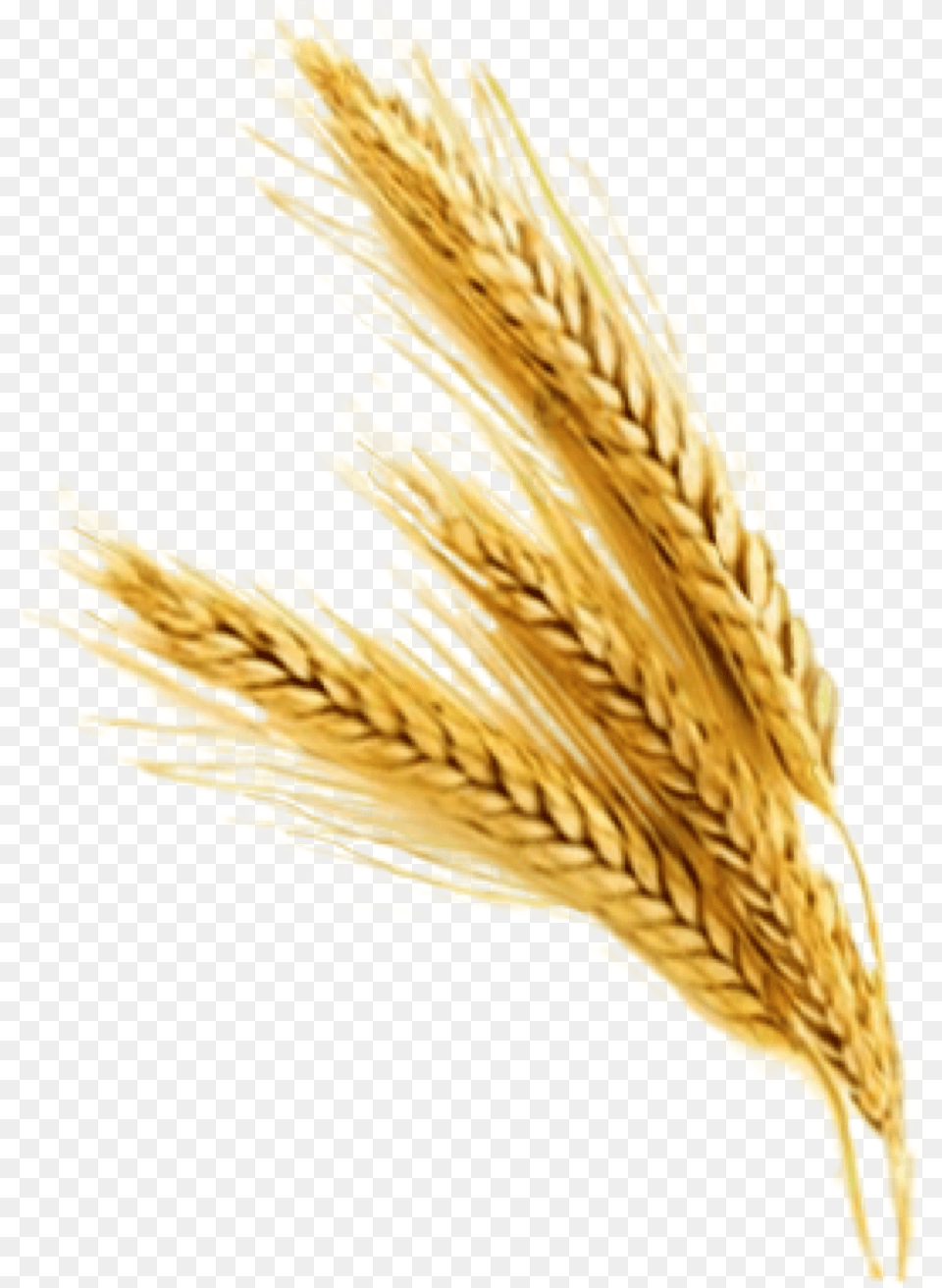 Transparent Trigo Barley, Food, Grain, Produce, Wheat Png