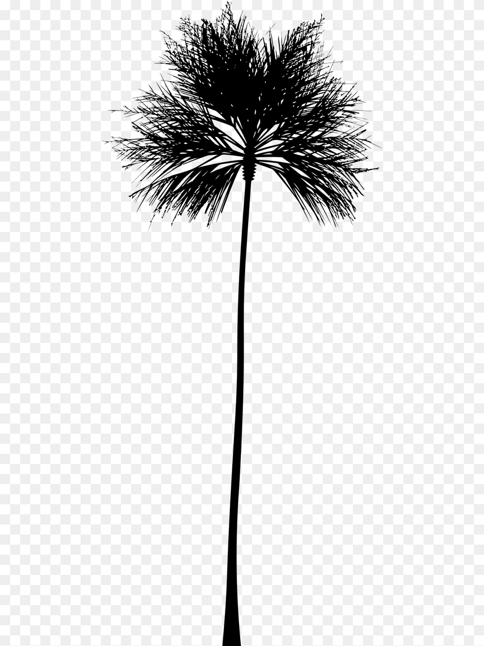 Transparent Tropical Clipart Black And White Do A Palm Tree Silhouette, Gray Png Image