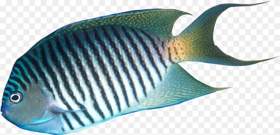 Tropical Fish Realistic Tropical Fish Clipart, Angelfish, Animal, Sea Life, Surgeonfish Free Transparent Png