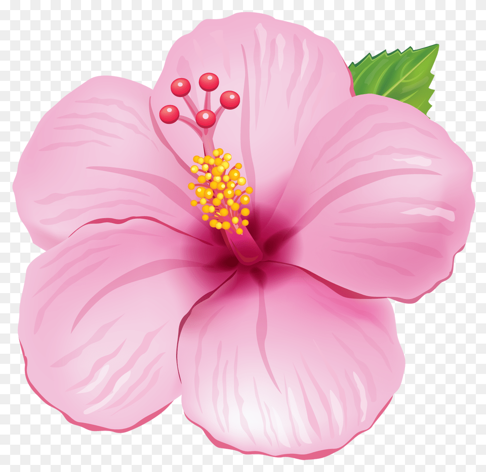 Transparent Tropical Flowers Clipart Flower, Plant, Hibiscus, Anther, Baby Png