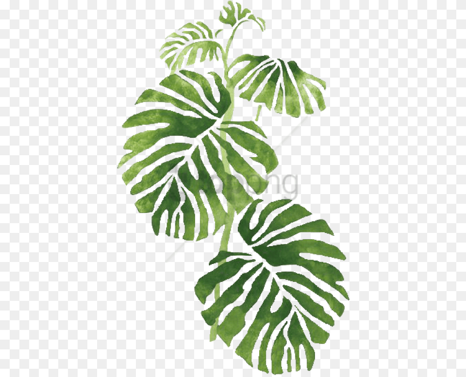 Transparent Tropical Image With Transparent Leaves, Leaf, Plant, Vegetation, Flower Free Png Download