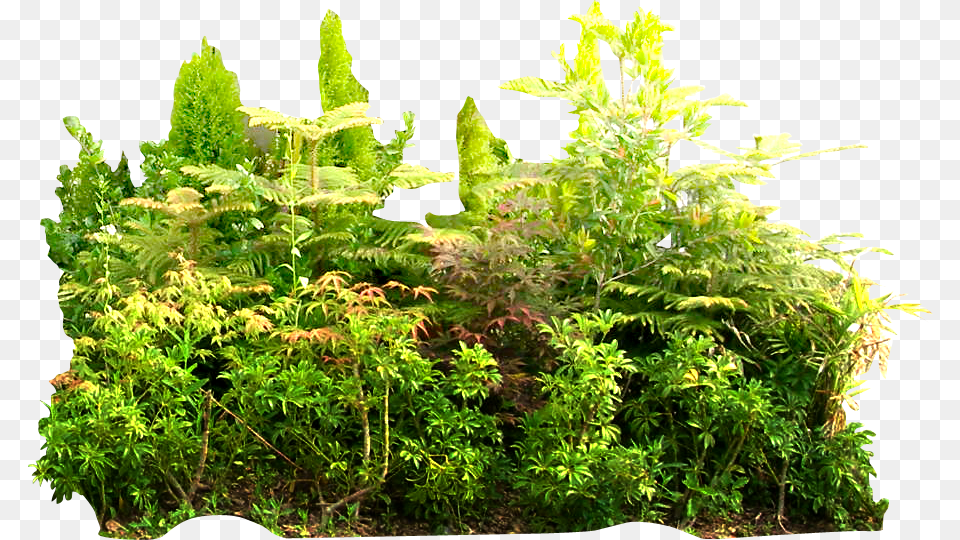 Transparent Tropical Plant Rainforest, Garden, Outdoors, Nature, Herbs Png Image