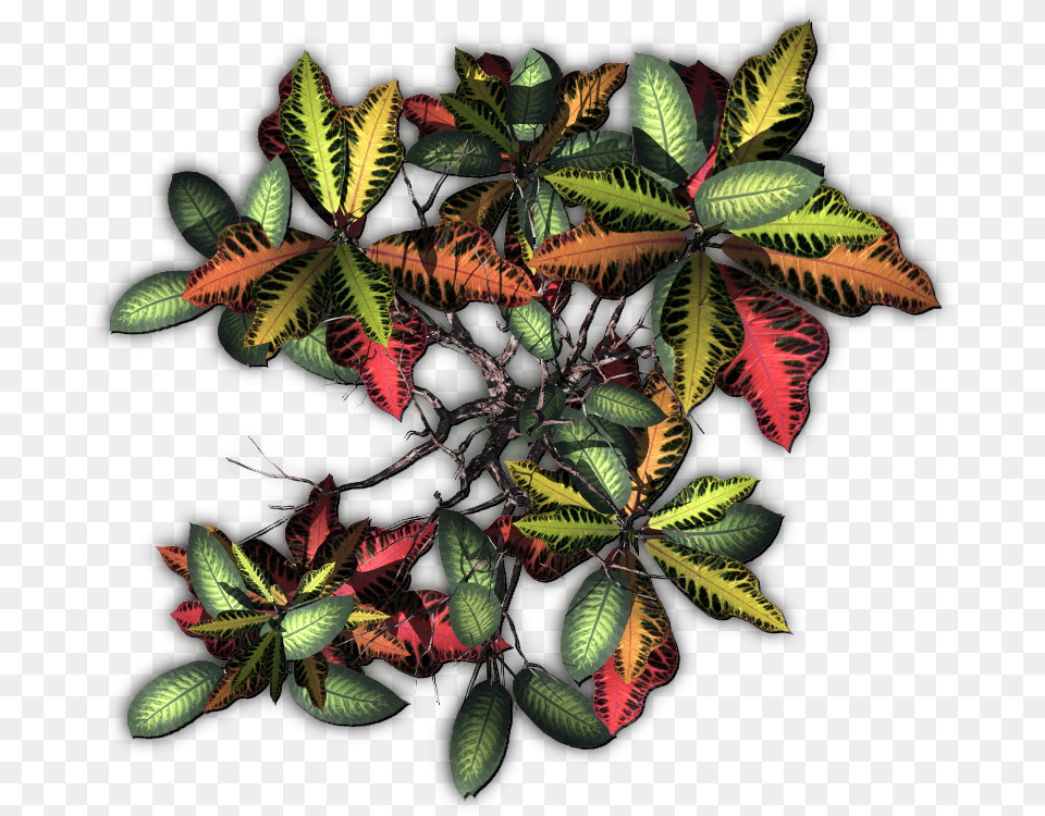 Transparent Tropical Plants Dundjinni Jungle Plants, Leaf, Pattern, Plant, Vegetation Png