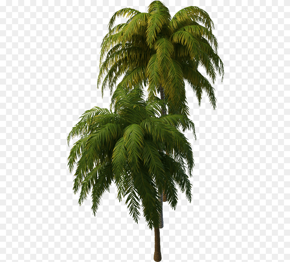 Transparent Tropical Tree Tropical Tree, Palm Tree, Plant, Fern, Leaf Png