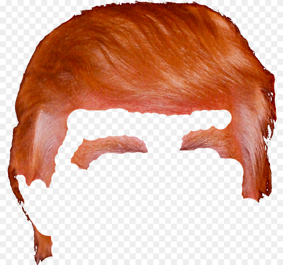 Transparent Trump Hair, Adult, Female, Person, Woman Free Png