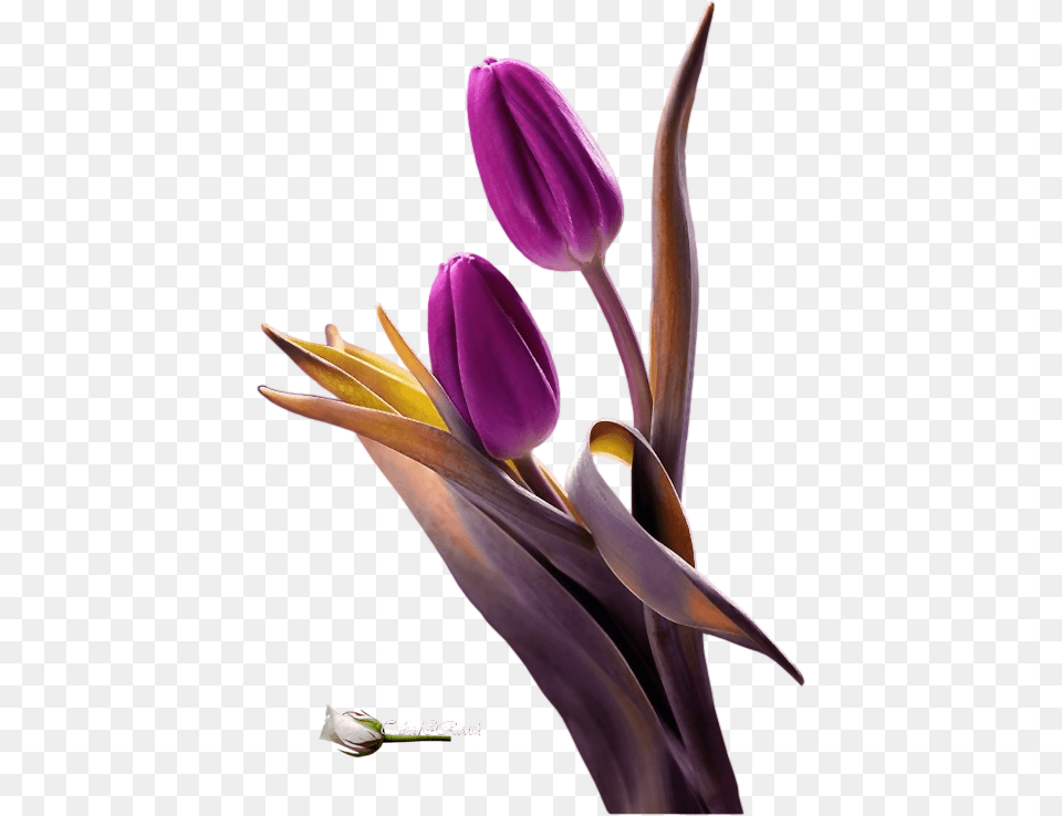 Tubes Tulip, Flower, Petal, Plant, Purple Free Transparent Png