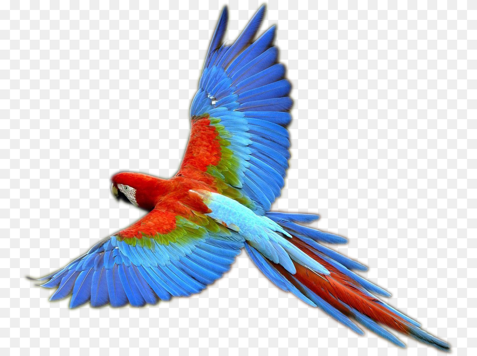 Transparent Tucano Parrot, Animal, Bird, Macaw Png Image