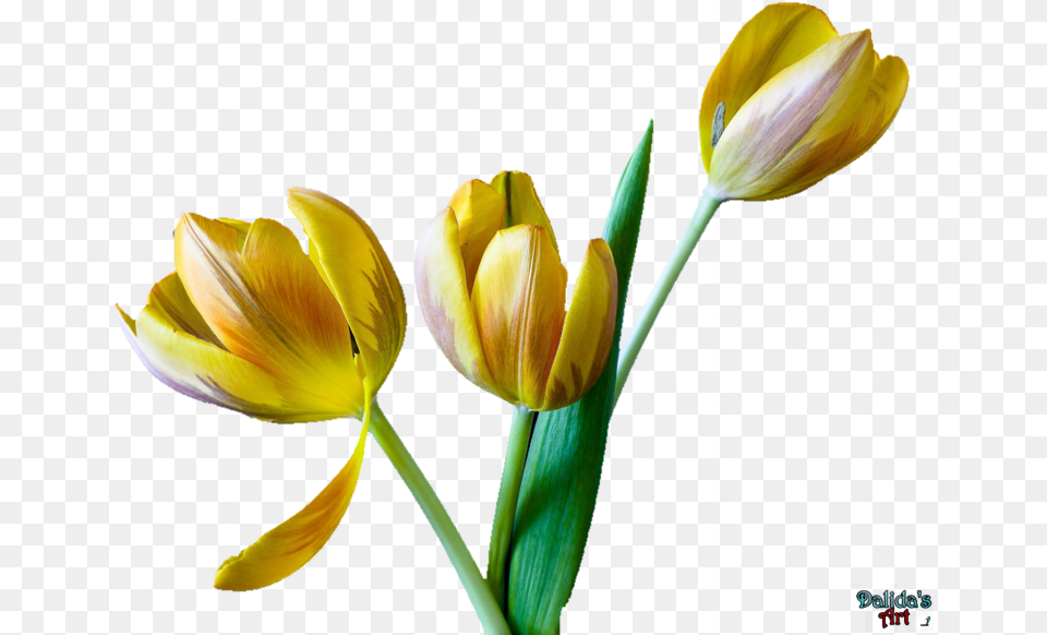 Transparent Tulip Flower Clipart Tulip, Plant, Petal Png Image