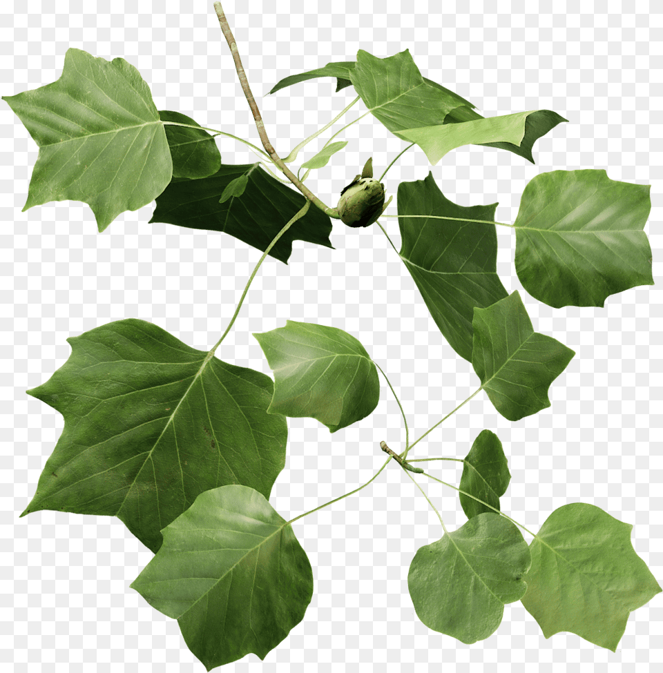 Transparent Tulip Tree Liriodendron Tulipifera Leaf, Oak, Plant, Sycamore Png