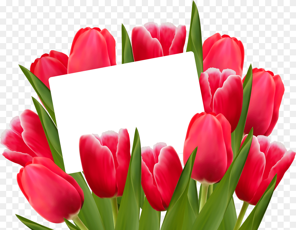Transparent Tulips Free Png Download
